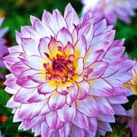 CRAZY LOVE  DAHLIA (BORDER TYPE)