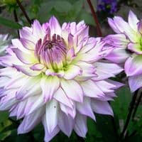 CRAZY LOVE  DAHLIA (BORDER TYPE)