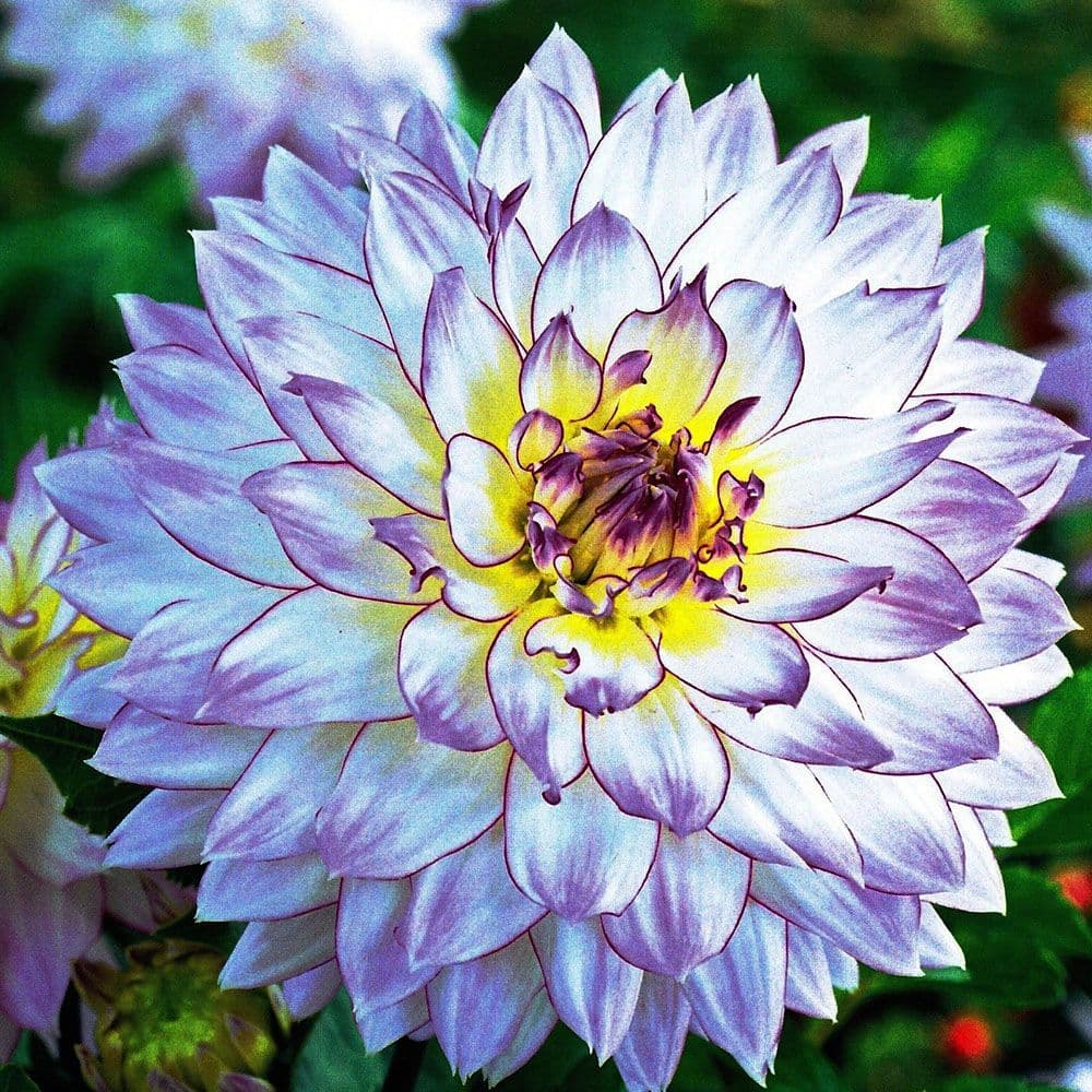 CRAZY LOVE DAHLIA (BORDER TYPE)