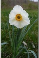 CRENVER SMALL-CUPPED DAFFODIL