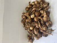 CRENVER SMALL-CUPPED DAFFODIL