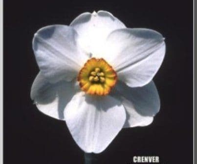 CRENVER SMALL-CUPPED DAFFODIL