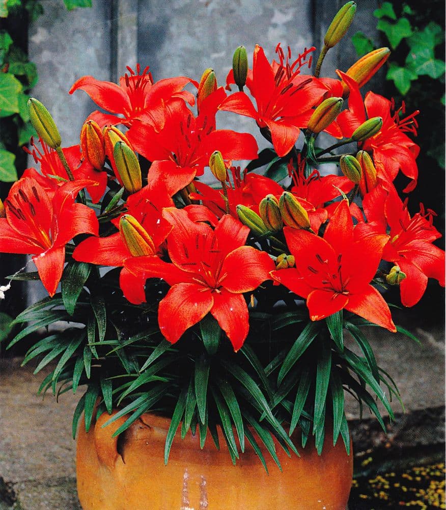 CRIMSON PIXIE DWARF ASIATIC LILY