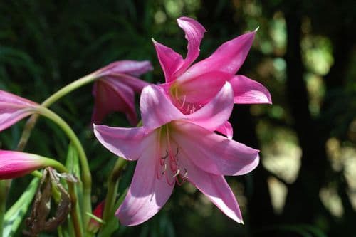 Crinum Lily blooming in the park, Giant lily, Crinum lily, Red crinum