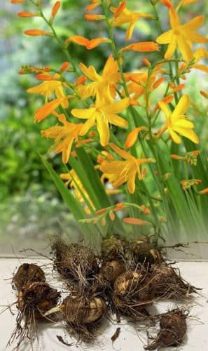 CROCOSMIA GEORGE DAVISON