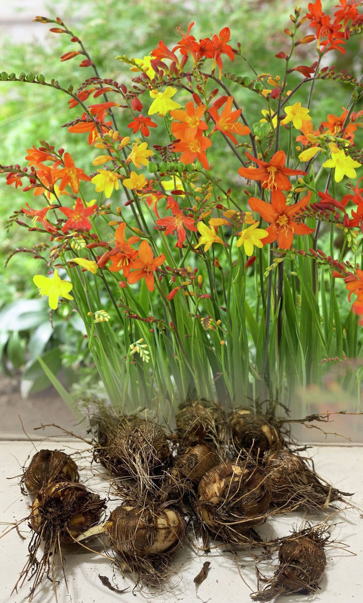 CROCOSMIA MIXED