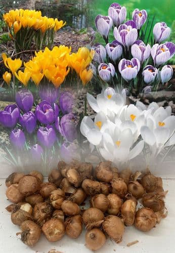 Crocus - Giant Mixed Dutch Crocus