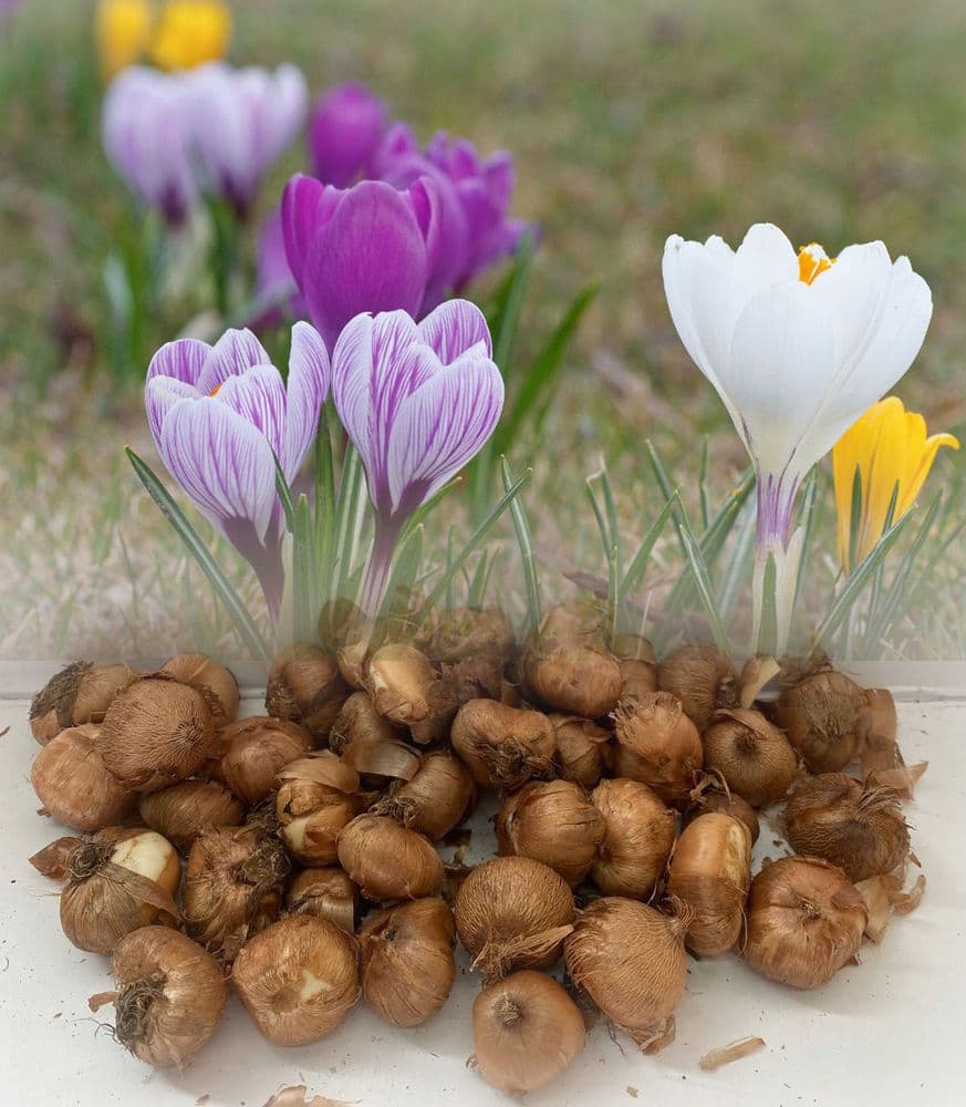 Crocus - Giant Mixed Dutch Crocus