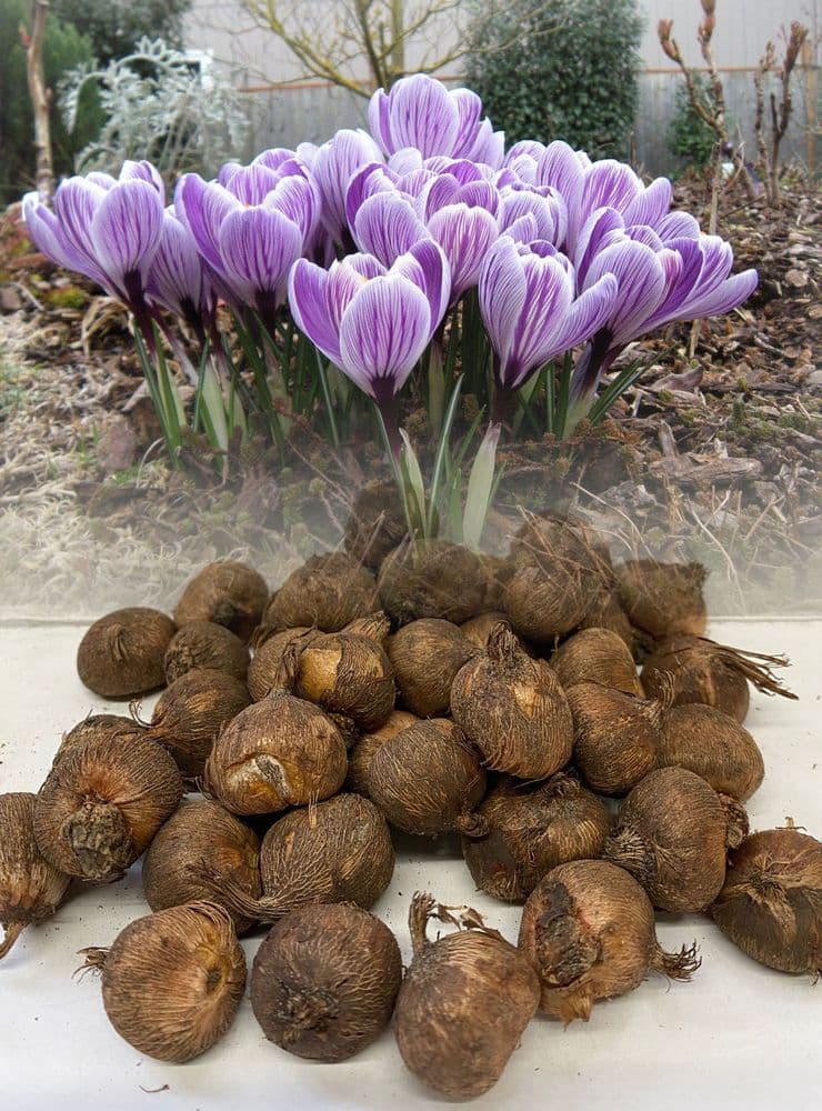 Crocus- Pickwick (striped)