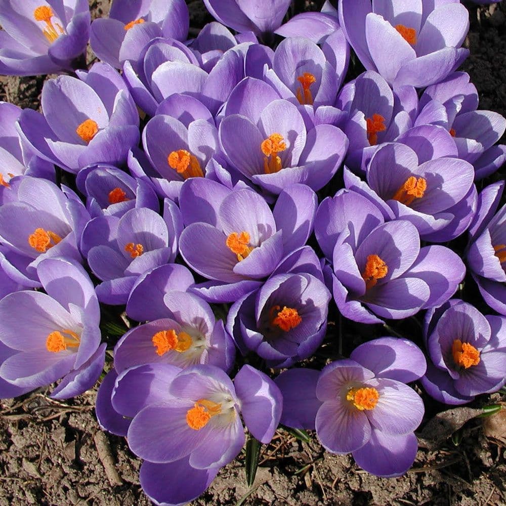 Crocus- Queen of the Blues