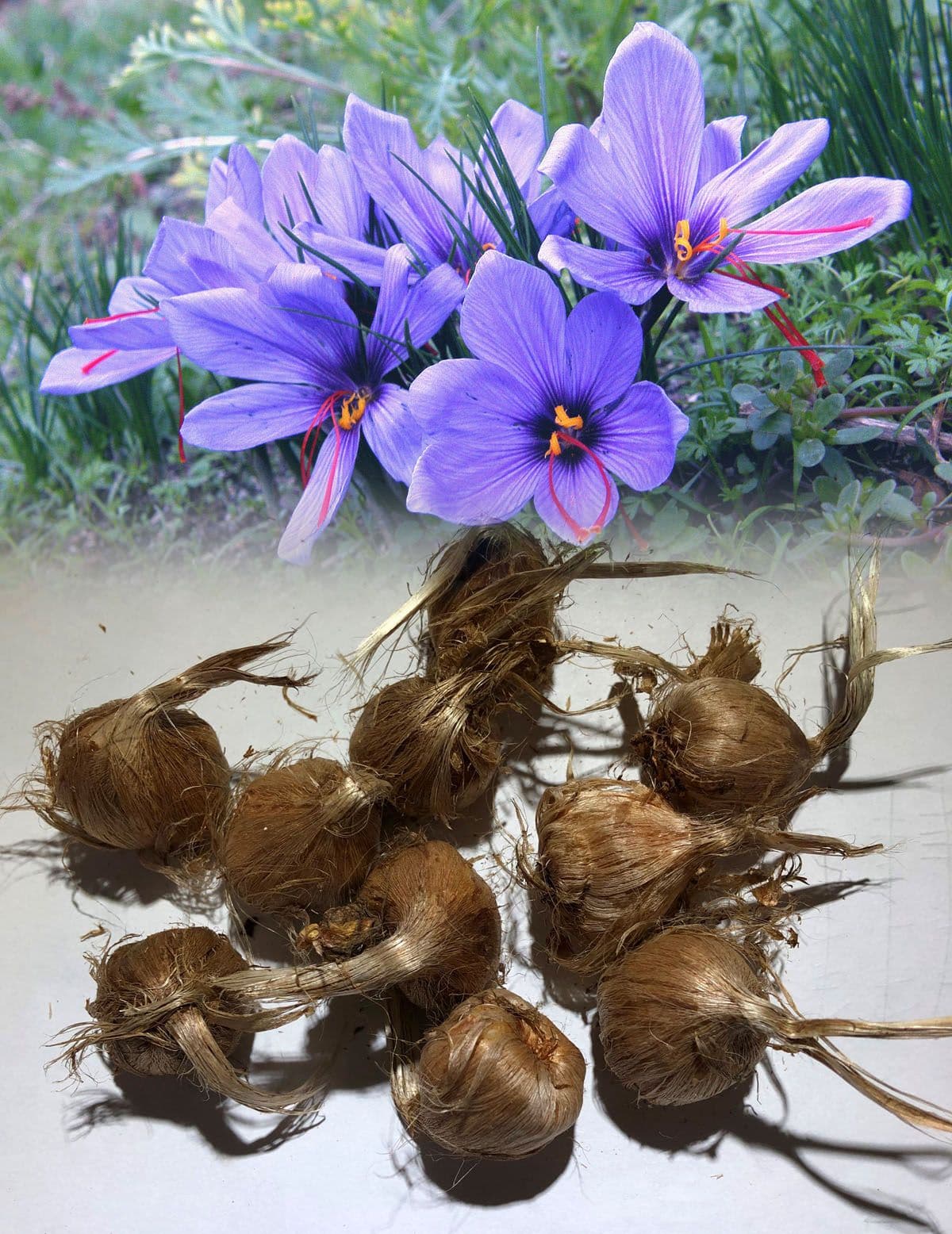 Crocus Sativus Safran - 7 Bulbes Calibre 8+ - Cultivez Votre Propre Safran Bio Dès La 1ère Année