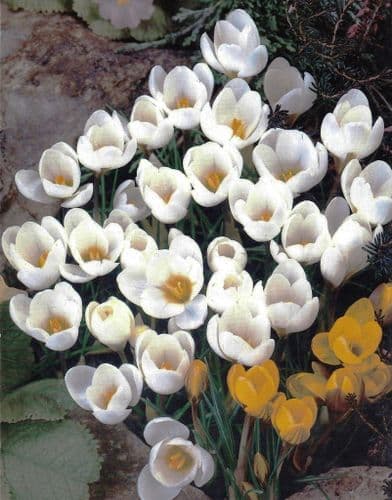 Crocus - Snow Bunting