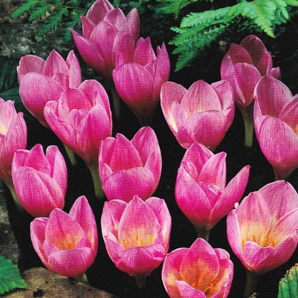 Crocus- Zonatus