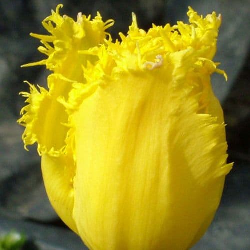 CRYSTAL STAR FRINGED (CRISPA) TULIP