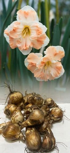 CUM LAUDE SPLIT CORONA DAFFODIL