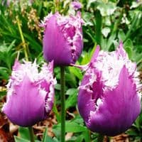 CUMMINS FRINGED (CRISPA) TULIP