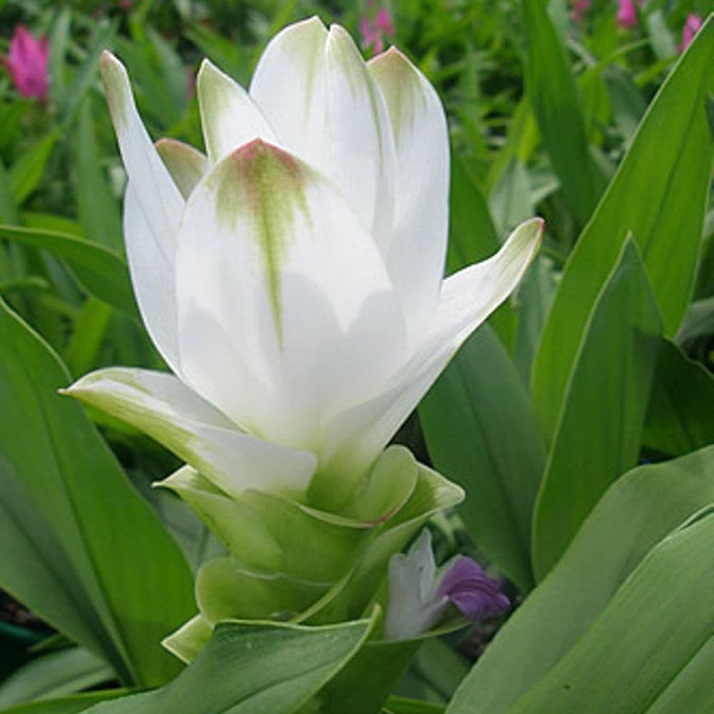 Curcuma Alismatifolia ALBA (Thai Supreme)
