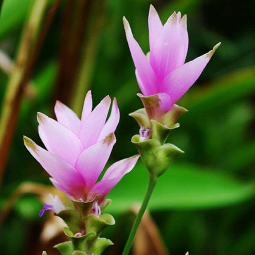 Curcuma Alismatifolia (Thai Supreme)