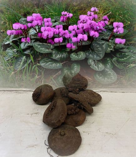 CYCLAMEN COUM PRIMULACEAE DARK PINK-PURPLE NODDING FLOWERS