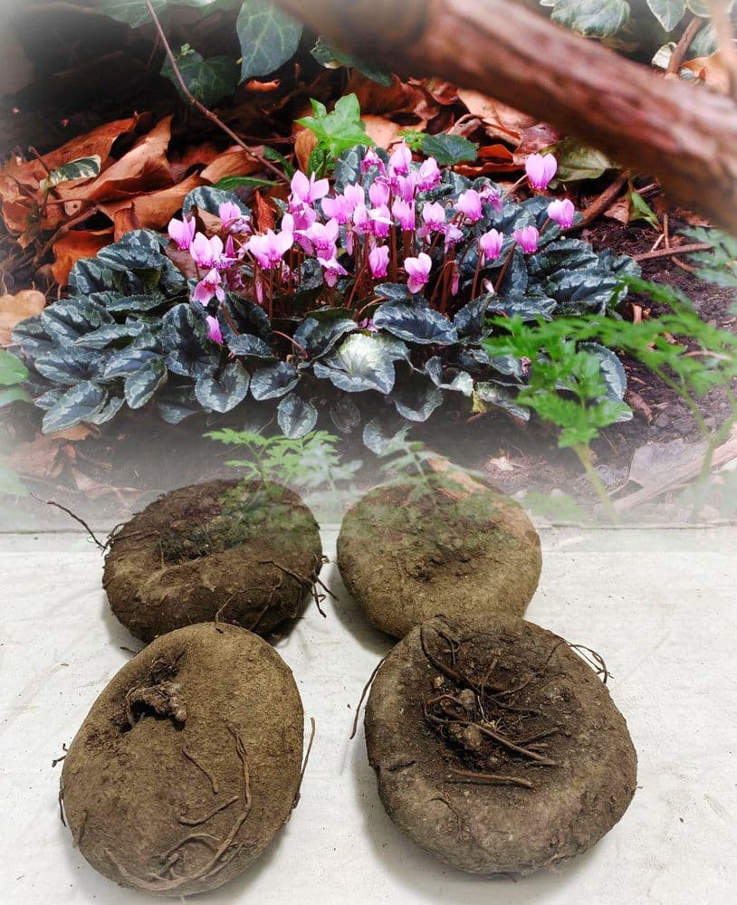 CYCLAMEN HEDERIFOLIUM