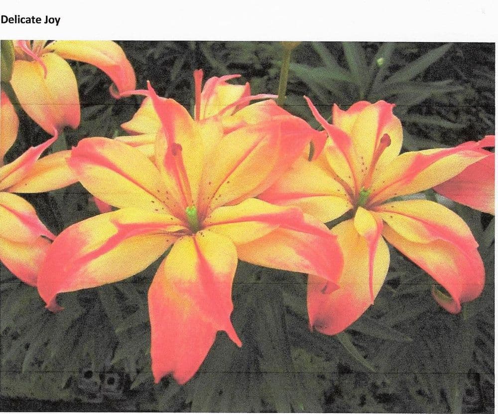 DELICATE JOY POLLEN FREE ASIATIC LILY