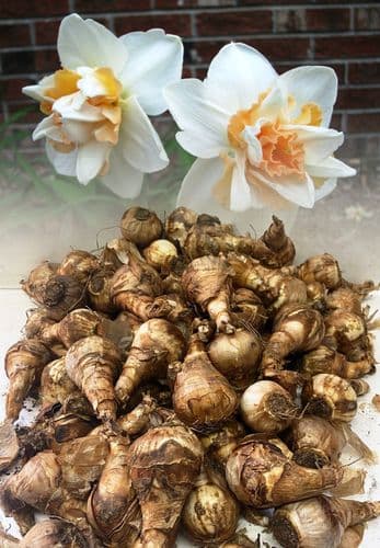 DELNASHAUGH DOUBLE NARCISSI