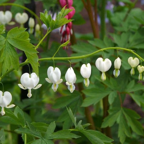 DICENTRA SPECTABILIS ALBA BLEEDING HEART