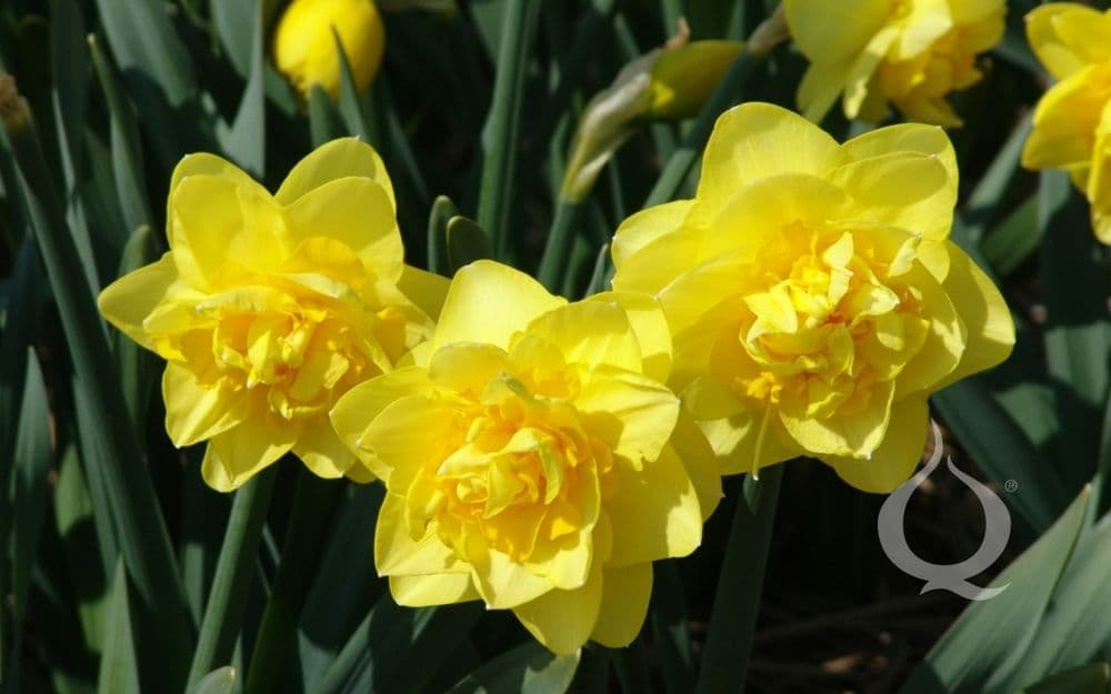 DICK WILDEN DOUBLE NARCISSI