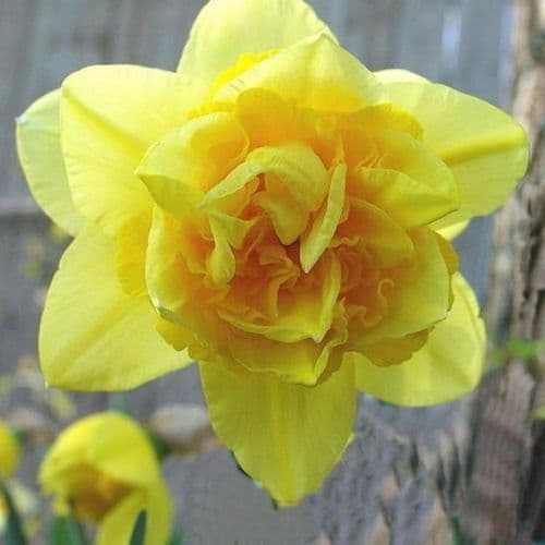 DOUBLE FORTUNE DOUBLE NARCISSI