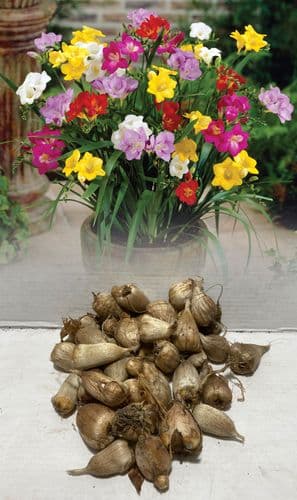DOUBLE FREESIA RAINBOW MIXTURE