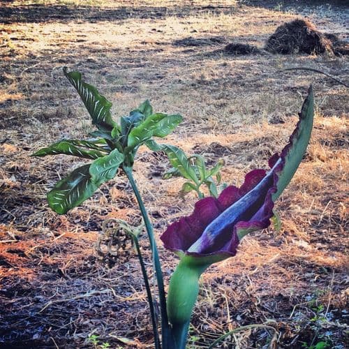 DRACUNCULUS VULGARIS” (VOODOO LILY) LONG BLACK APPENDAGE