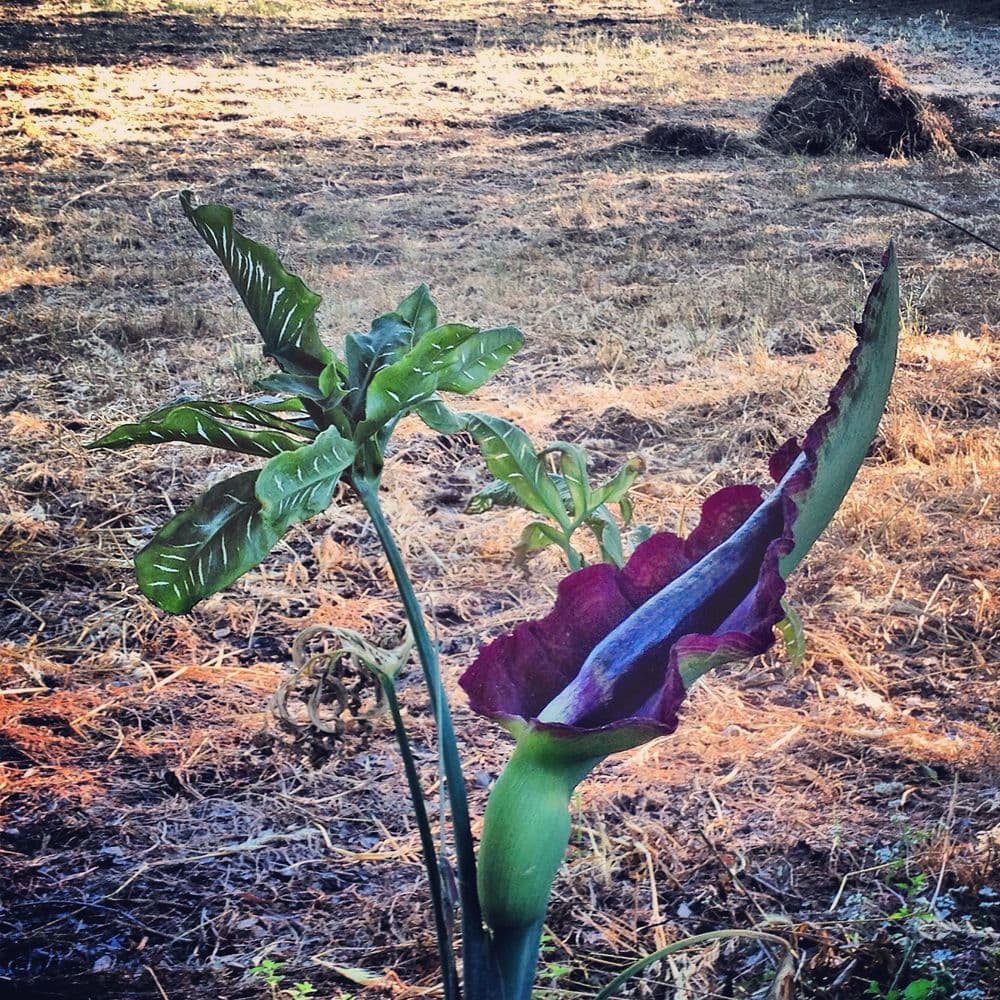 DRACUNCULUS VULGARIS” (VOODOO LILY) LONG BLACK APPENDAGE