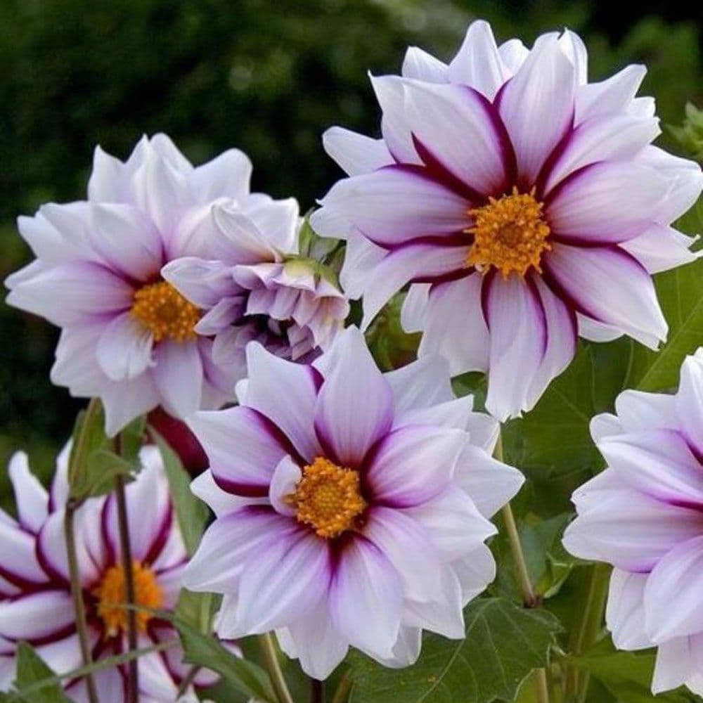 EDGE OF JOY ANEMONE-TYPE DAHLIA