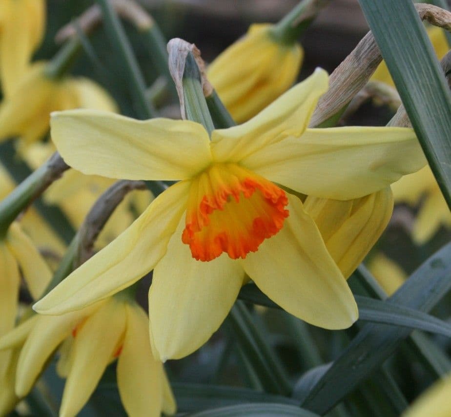 EDWARD BUXTON SMALL-CUPPED DAFFODIL