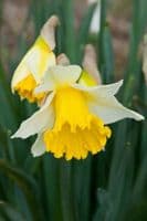 ELLEN LARGE CUPPED DAFFODIL