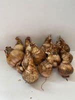 ELLEN LARGE CUPPED DAFFODIL