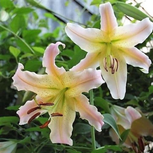 ELUSIVE ORIENTAL TRUMPET LILY (TREE LIKE LILY)