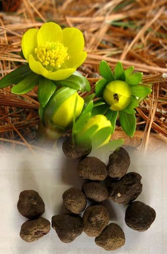 ERANTHIS CILICICA LATE WINTER ACONITE