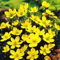ERANTHIS HYEMALIS   WINTER ACONITE