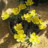 ERANTHIS HYEMALIS   WINTER ACONITE