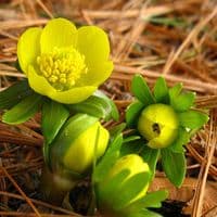 ERANTHIS HYEMALIS   WINTER ACONITE