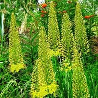 EREMURUS BUNGEI (STENOPHYLLUS) FOXTAIL LILY