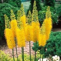 EREMURUS BUNGEI (STENOPHYLLUS) FOXTAIL LILY