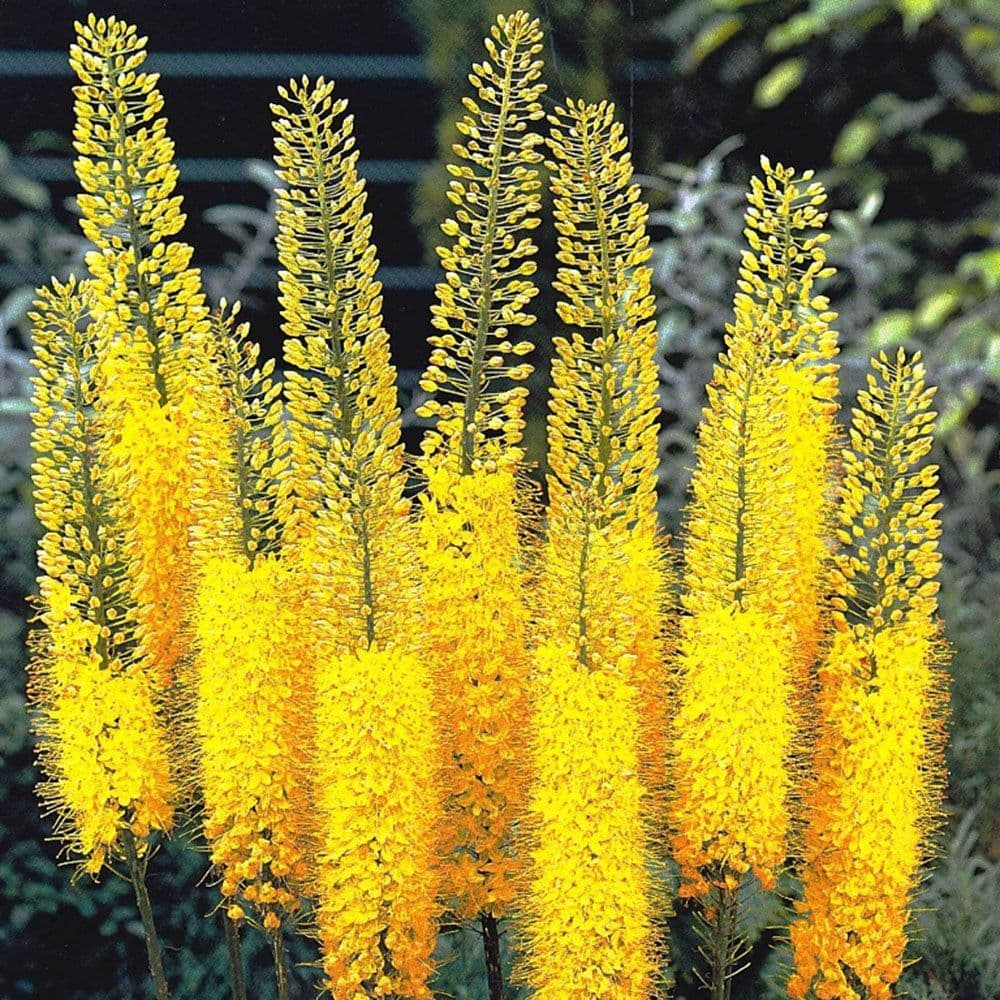 EREMURUS BUNGEI (STENOPHYLLUS) FOXTAIL LILY