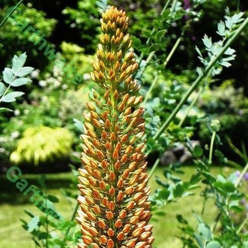 Eremurus Cleopatra (Foxtail Lily)