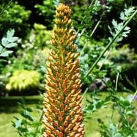 EREMURUS CLEOPATRA (ISABELLINUS)  FOXTAIL LILY