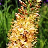 EREMURUS CLEOPATRA (ISABELLINUS)  FOXTAIL LILY