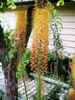 EREMURUS CLEOPATRA (ISABELLINUS)  FOXTAIL LILY
