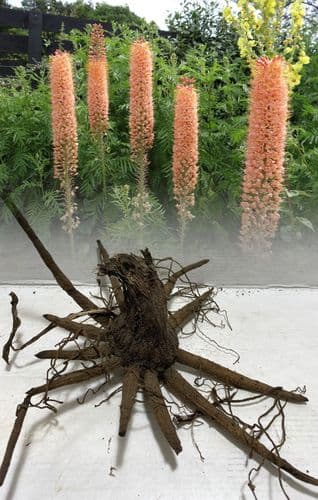 EREMURUS CLEOPATRA (ISABELLINUS) FOXTAIL LILY
