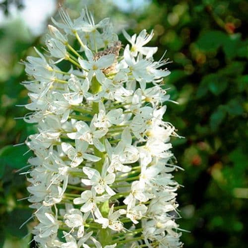 EREMURUS HIMALAICUS FOXTAIL LILY